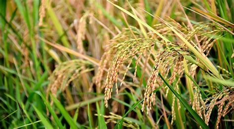 Genetic Tweak Could Increase Yield Boost Drought Tolerance In Rice