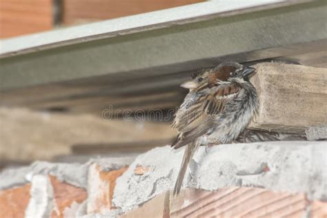 Sparrows Sheltering From The Rain Under A Roof Stock Photo Image Of