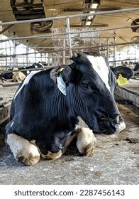 Asian Sex Outdoor Images Stock Photos Vectors Shutterstock