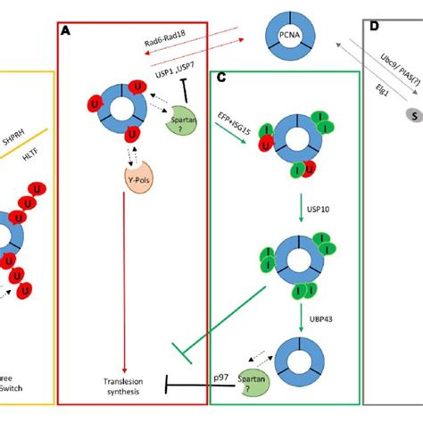 Schematic Model Of Ubiquitin And Ubiquitin Like Modifications In The