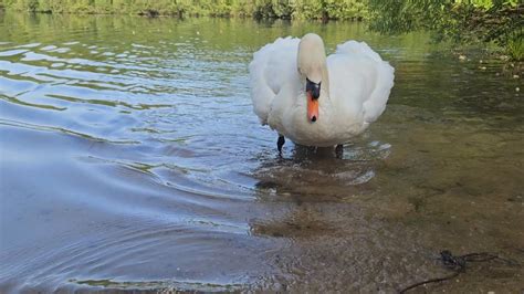 Mute Swan Cob Felix Feeding By Himself While June S On The Other Side