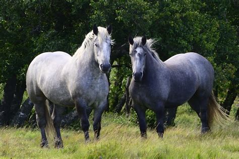 Dsc Chevaux Plateau De Liadouze Chambon Sur Lac Sylviane