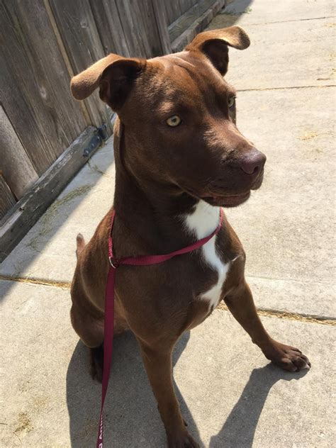 Pitbull Chocolate Lab Mix