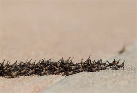 locust swarm stock  pictures royalty  images istock