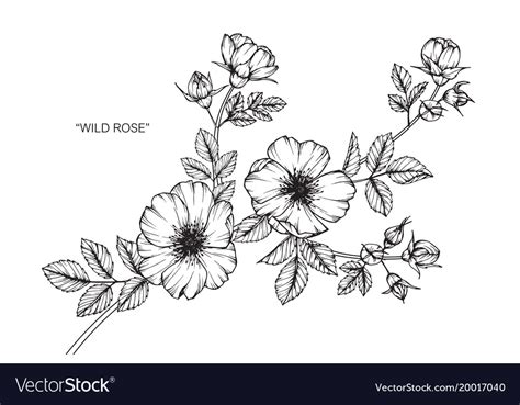 Wild Rose Flower Drawing Royalty Free Vector Image