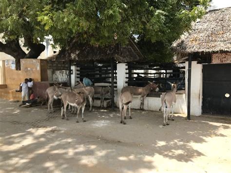 Lamu Old Town (Lamu Island) - 2019 All You Need to Know BEFORE You Go ...