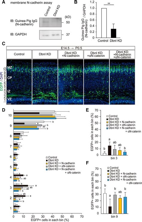 Drebrin Like Dbnl Controls Neuronal Migration Via Regulating N