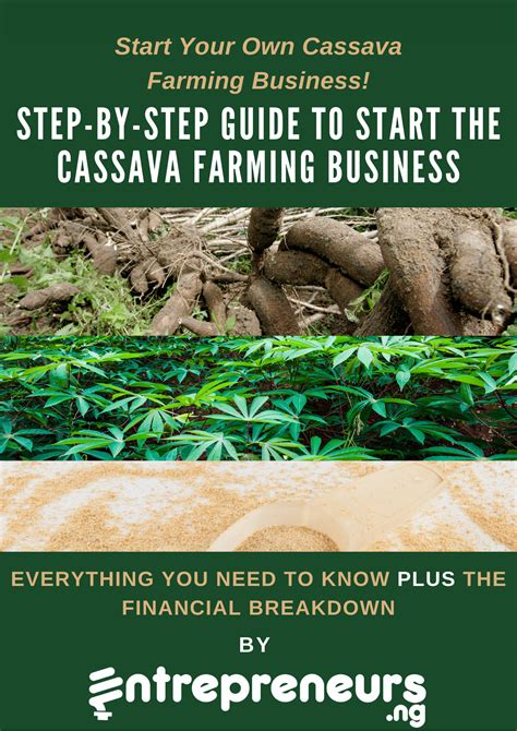 Start Your Own Cassava Farming Business With This Step By Step Guide