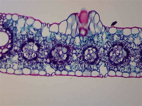 monocot leaf cross section Diagram | Quizlet