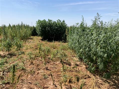 Octobernovember Agrilife Hemp Update For Texas Texas Row Crops