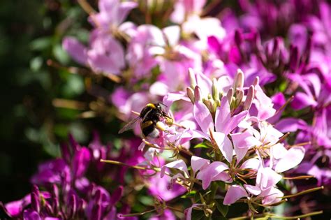 Bourdon Fleurs Roses Pollinisation Photo Gratuite Sur Pixabay Pixabay