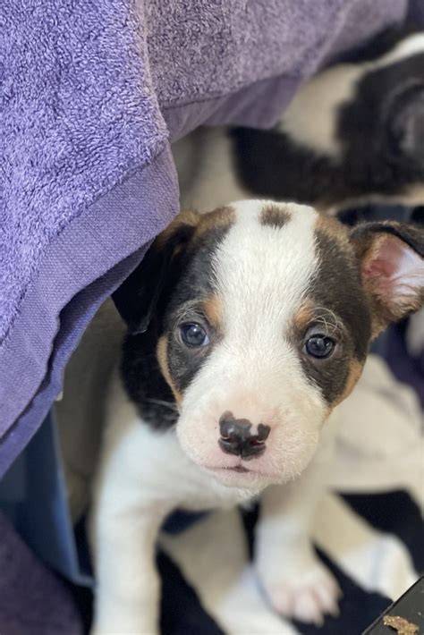 Texas perro adopción cruce Bodeguero Perrera de los Barrios