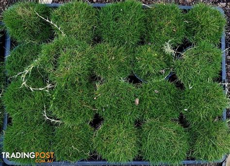 Korean No Mow Grass Zoysia Tenuifolia 10 X 100mm Pots 90 00 Free Post