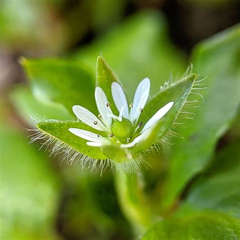 Common Chickweed Stellaria Media Weeds Of Melbourne