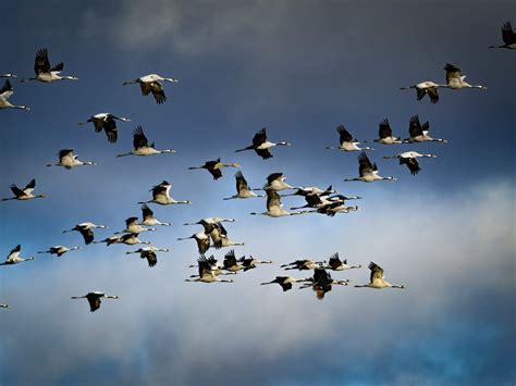 First global survey finds 44% of migratory species in decline