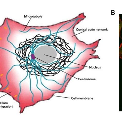 3 The Extracellular Matrix Schematic Of The Ecm Components The