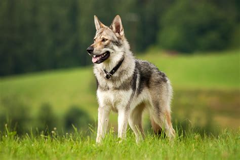 Wolfshund Alles Zur Haltung Und Pflege Zooroyal Magazin