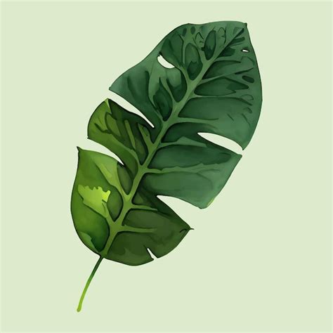 Premium Vector Water Color Vector Simple Green Leaf