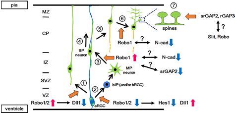 Frontiers Beyond Axon Guidance Roles Of Slit Robo Signaling In