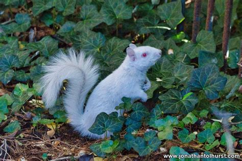 The Albino Squirrel | jonathantolhurst.com