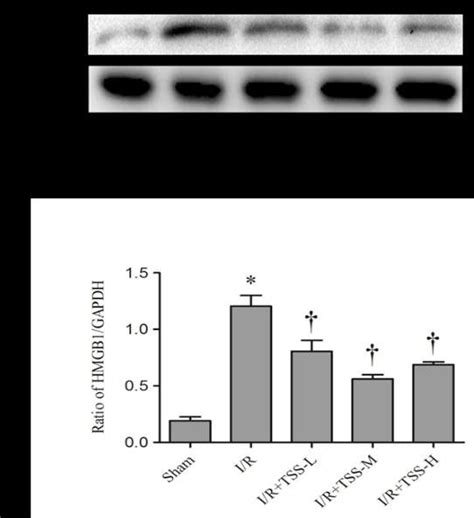 Effect Of Tanshinone IIA Sodium Sulfonate TSS On The Expression Of