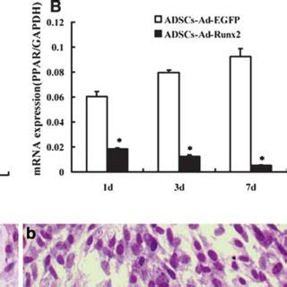 Inhibition Of Adipogenesis By Runx Expressions Of The Specific