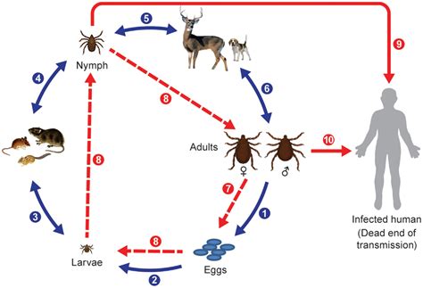 Frontiers Challenges Posed By Tick Borne Rickettsiae Eco