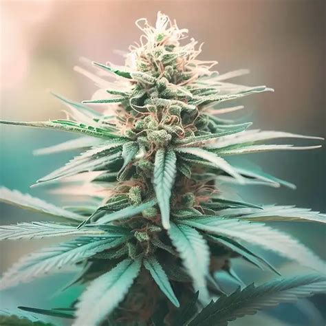 White Widow Regular Buy Reg Widow Seeds Pev Seeds