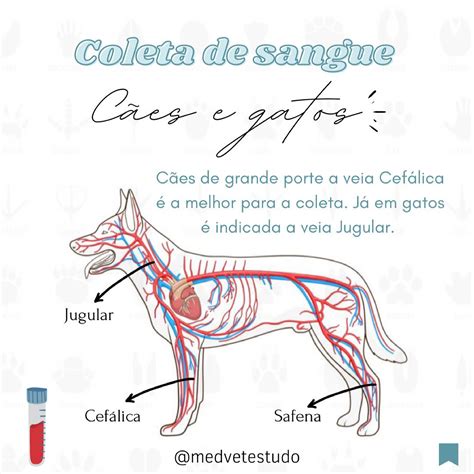 Coleta De Sangue Medvet