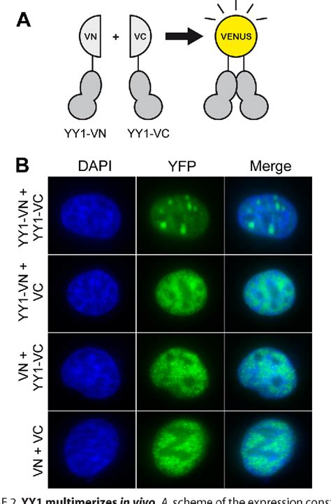 Figure 2 From Structure Of Yin Yang 1 Oligomers That Cooperate With