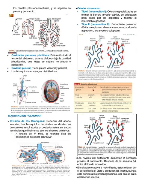 SOLUTION Desarrollo De Cabeza Y Cuello Embriolog A Studypool