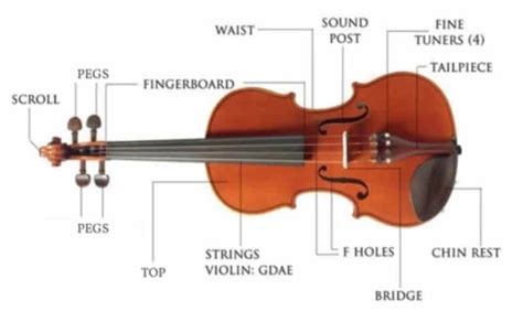 Violin Anatomy - Discover All Of The Parts Of A Violin (Videos Included)