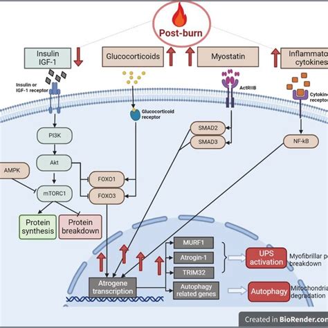 Intracellular Signalling Pathways Regulating Protein Breakdown In