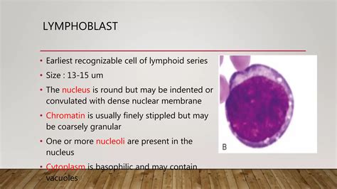 Approach To A Case Of Lymphocytosis Ppt