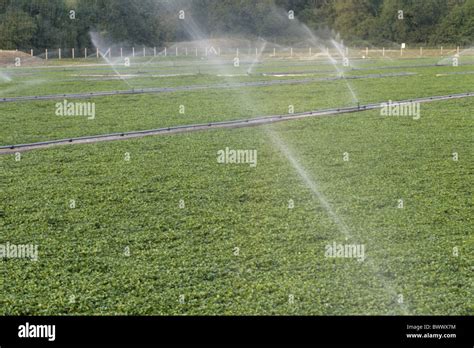 Watercress Rorippa Nasturtium Aquaticum Crop Beds With Misting Spray
