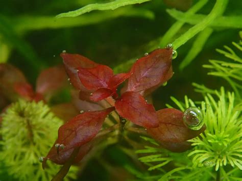 Ludwigia Repens For Sale Aqua Plants Manila Philippines