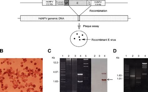 A Cloning And Expression Strategy Of The Jev E Protein Baculoviruses