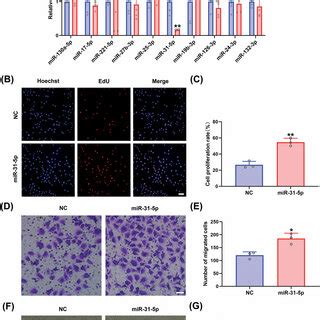 Mexo Promoted Endothelial Cell Proliferation Migration And