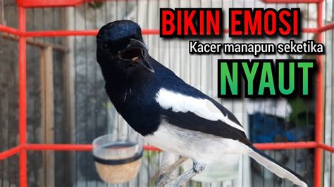 SUARA BURUNG Kacer Gacor NGEPLONG MEMANGGIL LAWAN Paling Ampuh Buat