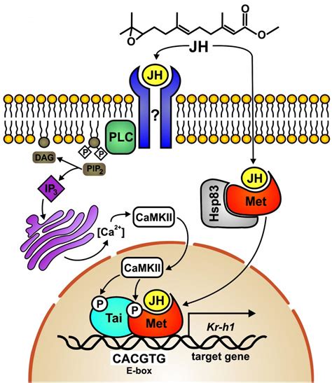 Juvenile Hormone Signaling Biographix