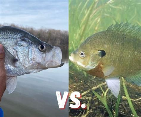 Crappie Vs Bluegill A Detailed Comparison Of Two Popular Panfish