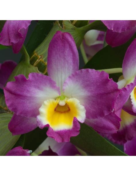 Orchid E Dendrobium Comet King Vente