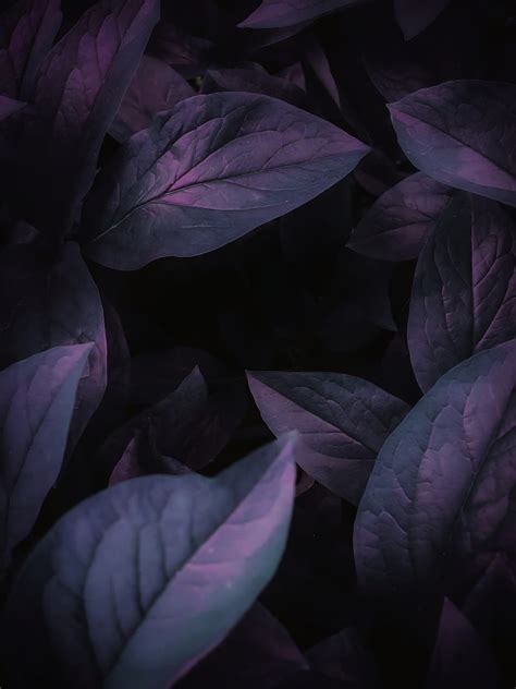 Leaves Veins Green Macro HD Phone Wallpaper Peakpx