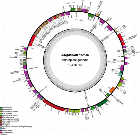 The Chloroplast Genome Map Of Sargassum Horneri Annotated Genes Are