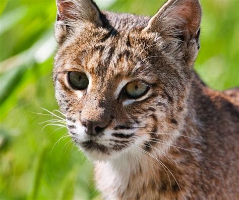 Are There Bobcats In Alabama Covenant Wildlife