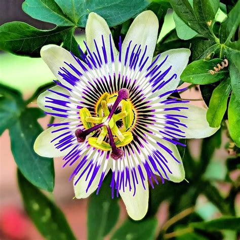 Qauzuy Garden Semillas Raras De Pasiflora Incarnata Maypop De Color