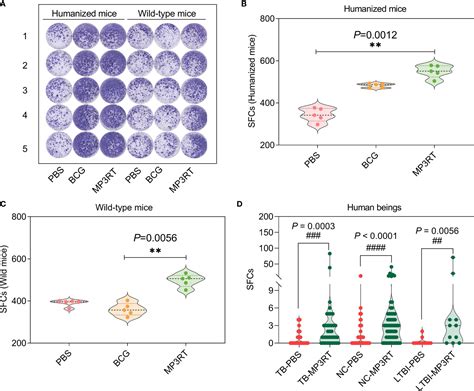 Frontiers Peptides Based Vaccine Mp3rt Induced Protective Immunity