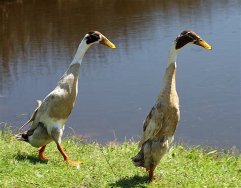 Indian Runner Ducks PS crop IMG_8075 | Ocracoke Observer