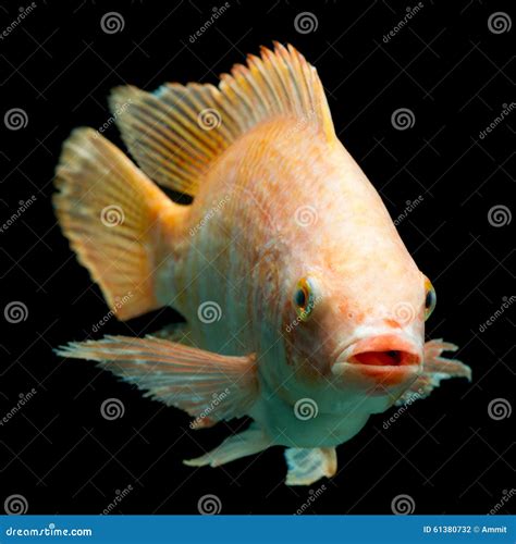 Nile Red Tilapia Fish stock photo. Image of freshwater - 61380732