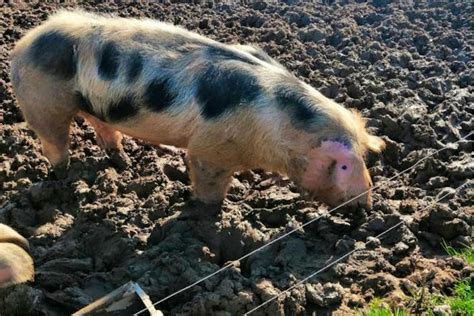 1 Pietrain Breeding Boar | SellMyLivestock - The Online Livestock Marketplace